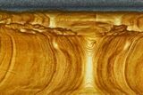 4.7" Polished Golden Picture Jasper Slab - Nevada - #129725-1